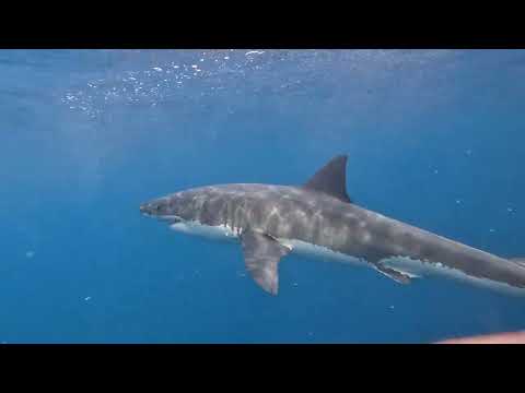 Shark cage diving - 9th February 2026 - Video 2