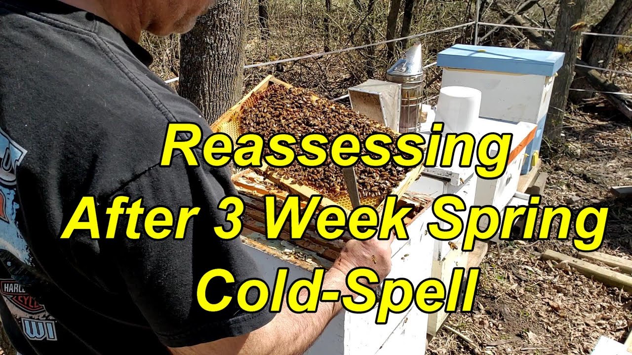 Reassessing Brood After 3 Week Spring Cold Spell YouTube