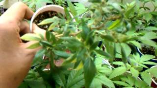 NatGeo 2nd Tray Cut Of Clones