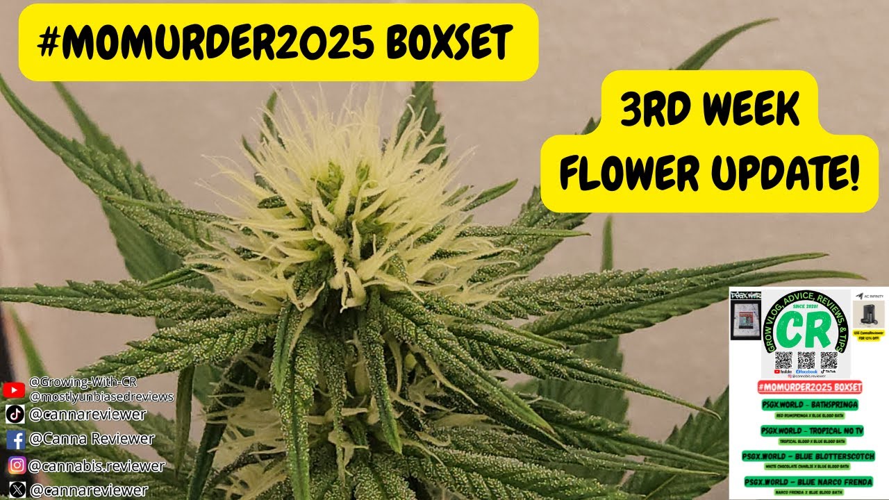 My Mag Landrace Hybrid 3rd Week Medical Cannabis Flower Indoor Grow Update!