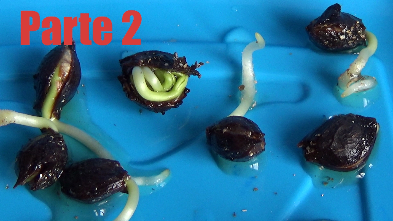 Germinación y primer plantado de semillas de manzano, avellano, arces y ginkgo | Parte 2