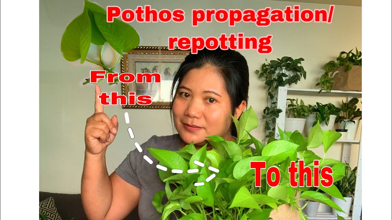 Pothos propagation and repotting YouTube