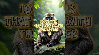Animals That Start With B A To Z Animal Series