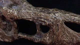 FOR SALE! EXOTIC Crocodile skull for P1.5 Million