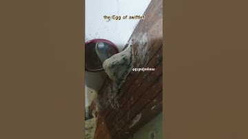 Egg of swiftlets #swiftletworld #egg #swiftlet #birdnest #birdnesthouse #luxuryfood #Icarebirdnest