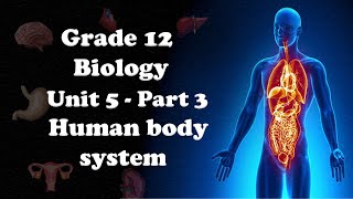 Famous Grade 12 Biology UNIT 5 Human body system Part 3 Peripheral Nervous System | Mr. EBISA GELETA Wealth