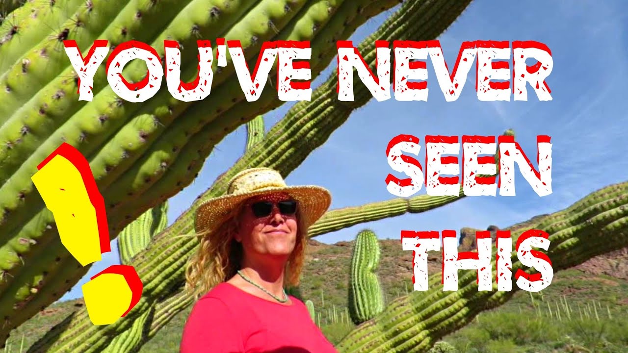 rv life youtube You've Never Seen This!! Organ Pipe Cactus N.M.