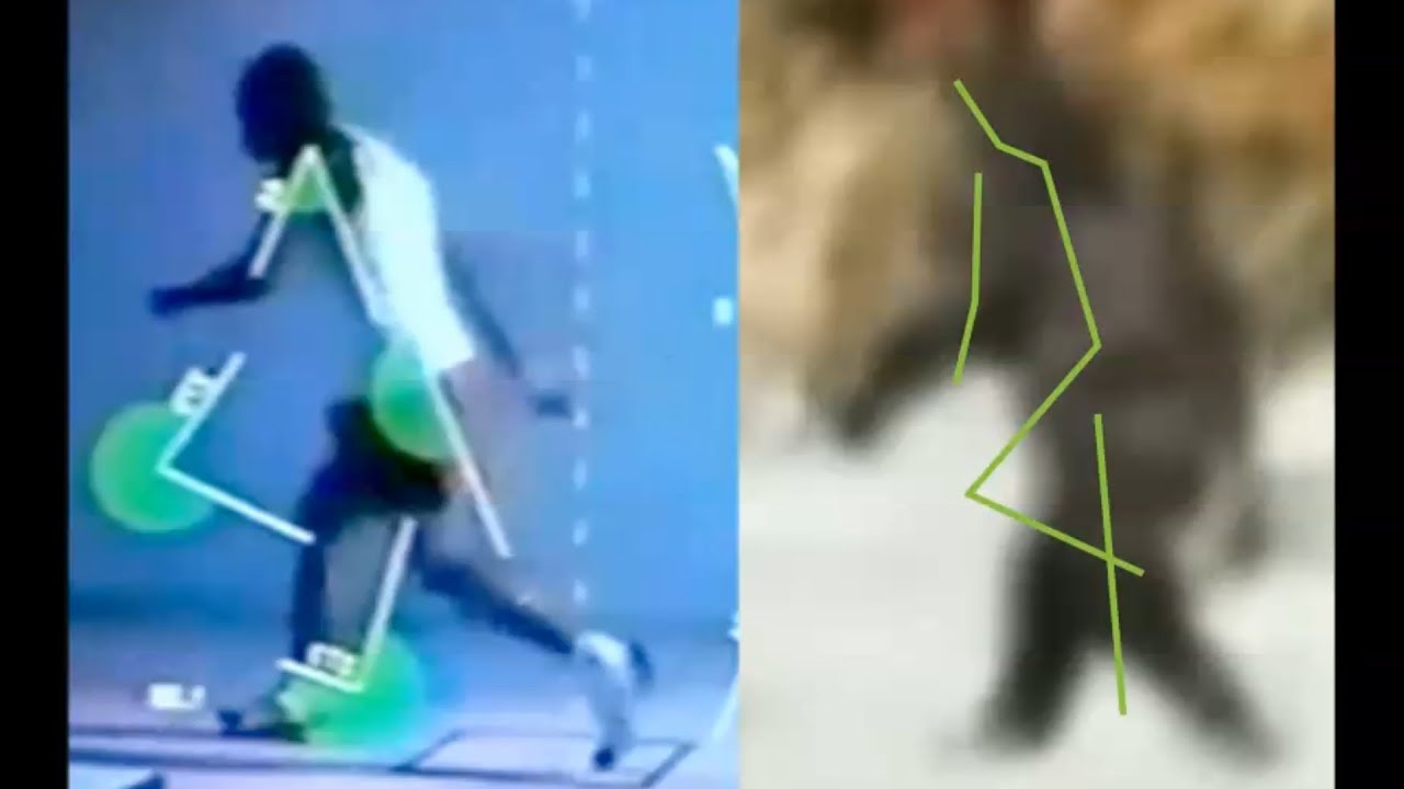 Scientists weigh in on Bigfoot! (ThinkerThunker)