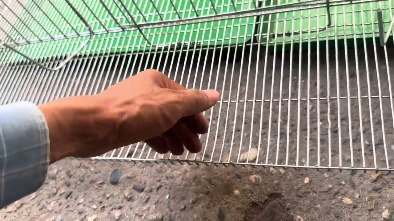 Hướng Dẫn Lắp Ráp Lồng Nuôi Chim Cút Đẻ Trứng Công Nghiệp LPL2025