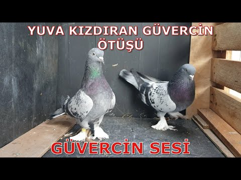 Güvercin Kur Sesi