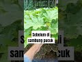 cara sambung pucuk terong sama takokak #terong lalap#terong ungu