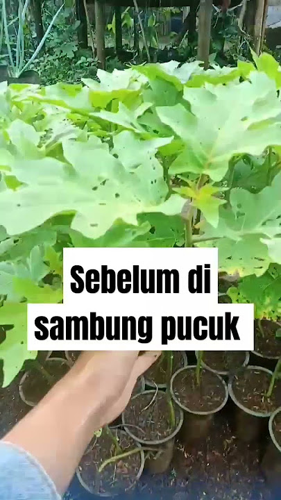 cara sambung pucuk terong sama takokak #terong lalap#terong ungu