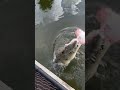 Massive Crocodile Jumps Out Of Water For Food!