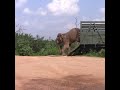 Release of elephant | Wildlife | Wild animals | Wild elephant | 象の解放 | Animaux #Shorts