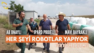 Bu Çiftlikte Buzağılar Robotlara Emanet! (Robotik Besleme) - Büyükbaş Dünyası