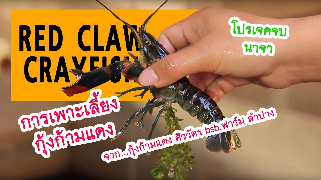 การเพาะเลี้ยงกุ้งก้ามแดง  | โปรเจคจบ | VBG