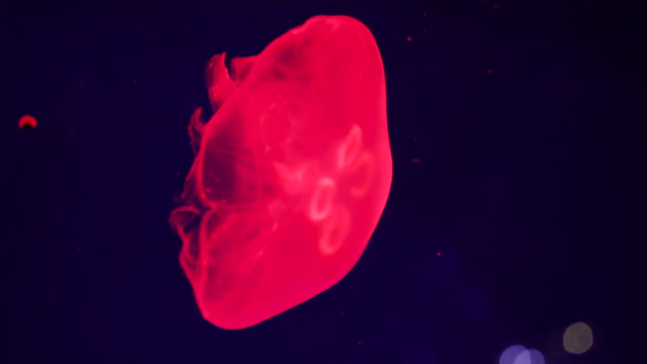 Jellyfish Visuals for House Parties