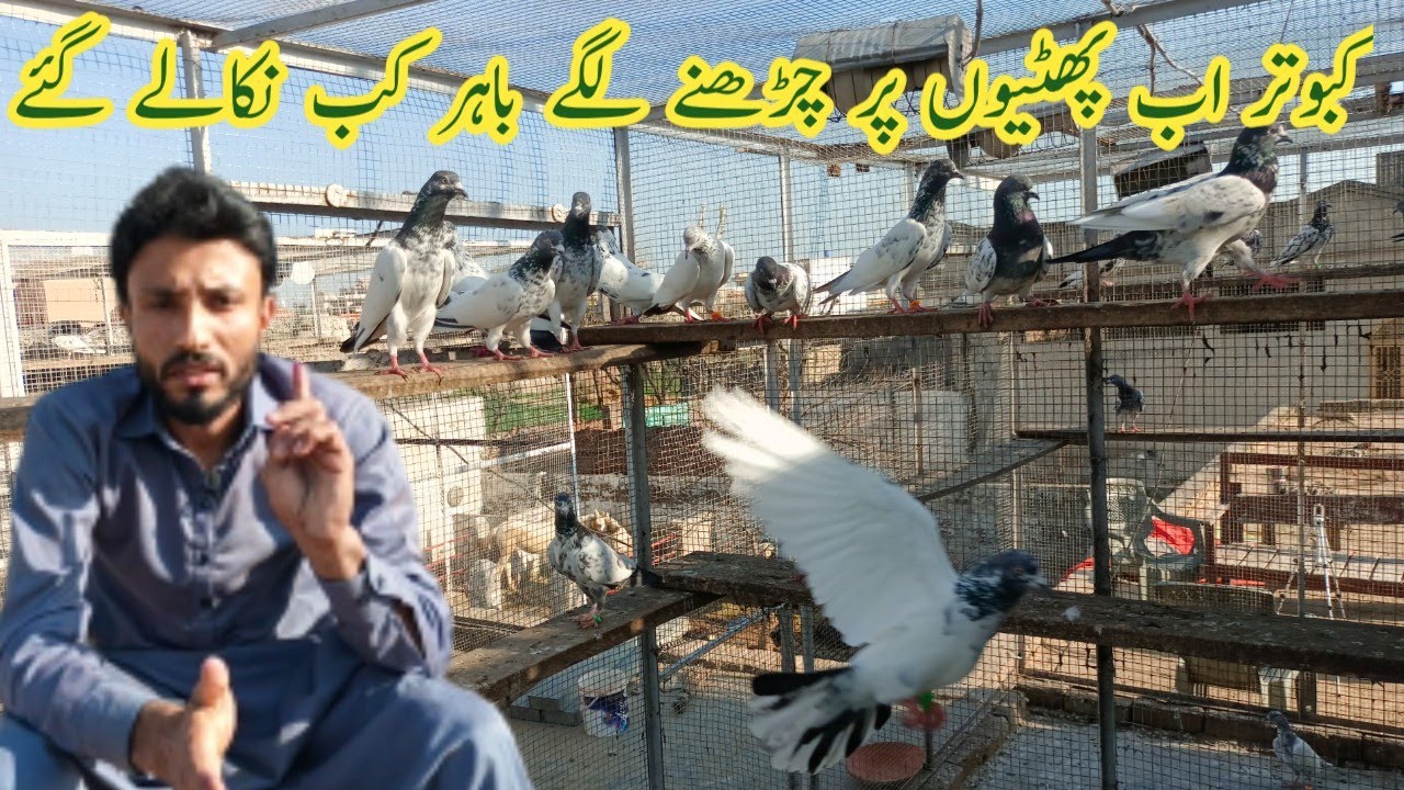 Pigeon Redy For This Eyer Kabootar Kab Nikaly Gay Kashif Zaman Pigeon