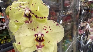 видео: Редкие ОРХИДЕИ- Свежий завоз в Kaufland Seltene Orchideen sind der Import von Orchideen in Kaufland. картинка: Редкие ОРХИДЕИ- Свежий завоз в Kaufland Seltene Orchideen sind der Import von Orchideen in Kaufland.