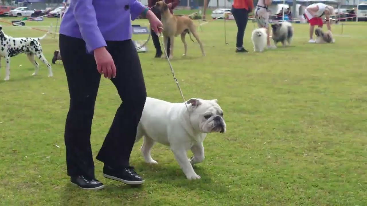 2026 Melbourne Dog Club - Non Sporting Dogs 