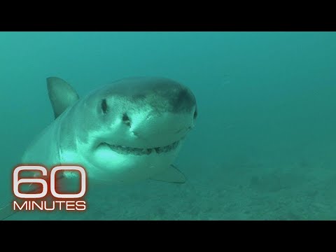 This was a great white shark hotspot. Then they mysteriously vanished | 60 Minutes