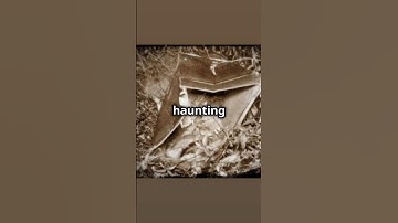 The Boy In The Box: Unsolved Mystery