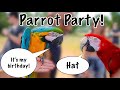 20 Pet Parrots Came To Mia's Birthday Party | Our Largest Free Flight Day Yet