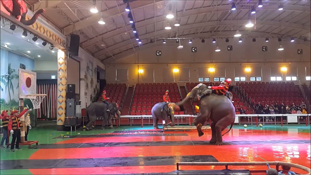 점보빌리지, 코끼리쇼, 제주여행, 제주코끼리, 제주광고마켓