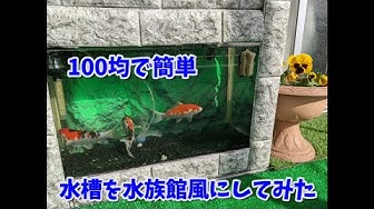 ベランダで錦鯉 Koi Fish Youtube