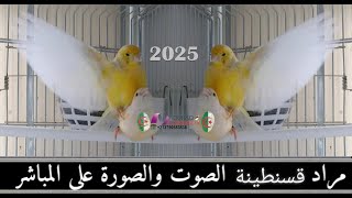 مراد قسنطينة يعرض عليكم فيديو جديد لتزاوج هجين طائر البسبوس 2050