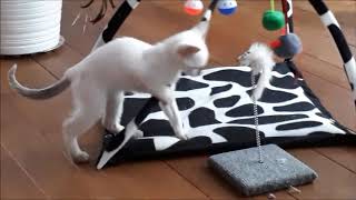 How it was . The very first day and week of our Siamese kitten at home