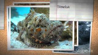 The Worlds Most Deadliest Animals Australia Part 12