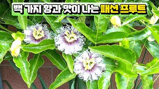 🇺🇸미국일상 | 백향과(패션후르츠) 키우기! 열매가 주렁주렁 달리는 여신의 과일 100가지 맛과 향이 나는 맛 비타민 C가 석류보다 5배 Passion Fruit