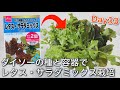 ダイソーの種と容器でレタス・サラダミックス栽培 1日目〜33日目