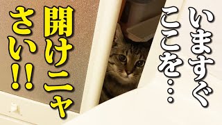 次から次へと飼い主のお風呂を覗きにやって来る猫たち！ by Cute kitten（双子の子猫のわんぱく日記） 6,139 views 3 weeks ago 8 minutes, 58 seconds