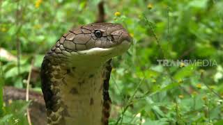 Cari Tau Cara Menangkap Ular Kobra Anti Dipatok Si Otan 131120