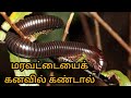 மரவட்டையைக் கனவில் கண்டால்|maravattaiyai kanavil kandal|millipede in dream|Anita's clips