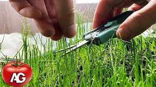 Be sure to do this with onion seedlings, they will become thick and strong by Amazing garden 5,965 views 1 month ago 1 minute, 55 seconds