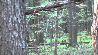 Bigfoot Research Knocks Noises w/the Wifey!