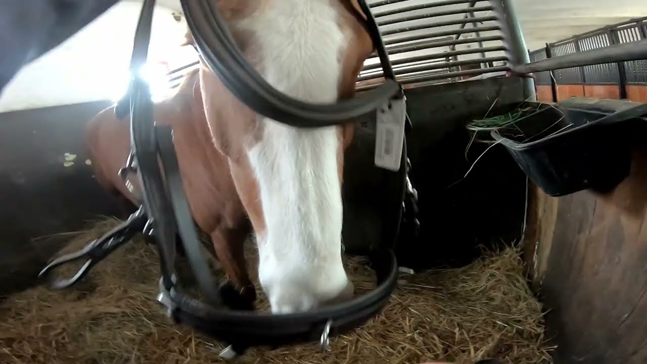 Prodávám koně?