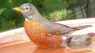 American Robin 