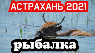 МАЛЕНЬКАЯ РЕКА КИПИТ РЫБОЙ,РЫБАЛКА НА КАРАСЯ,РЫБАЛКА В АСТРАХАНИ 2021