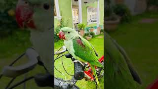 Download Lagu #parrot #parrots #pets #dj #alexander #talkingparrot #iphone #home #like #subscribe #birds #kashmir MP3