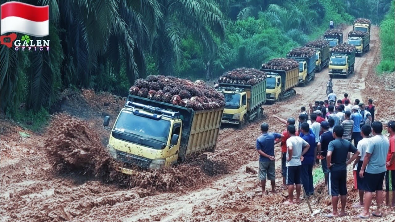 KETEKATAN NYALI KARENA KEADA`AN EKONOMI ` Rombongan Truk Sawit Tancap GASS 