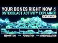 Osteoblast Activity: How Your Bones Rebuild – Foods That Boost Bone Formation 🦴🔬