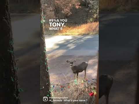 tony-and-ezekiel-🤪😹#deer-#dog-#wildlife-#wildanimal-#petlover-#mountainlife