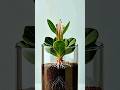 Watch a Seed Become This Stunning Purple Flower in 24 Seconds #PlantGrowth #Timelapse
