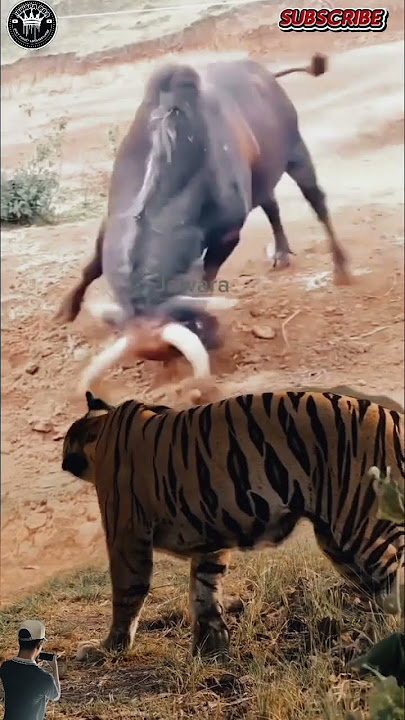 ‼️Sapi ngorak ngorek tanduknya ta sadar macan di depan mata#animals#cow#tiger#sorts ‼️Sapi ngorak ngorek tanduknya ta sadar macan di depan mata#animals#cow#tiger#sorts