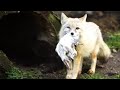 Corsac Fox: An Elusive Canidae of Vast Steppes