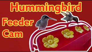 Buzzy And Jewels Enjoying The New Hummingbird Feeder